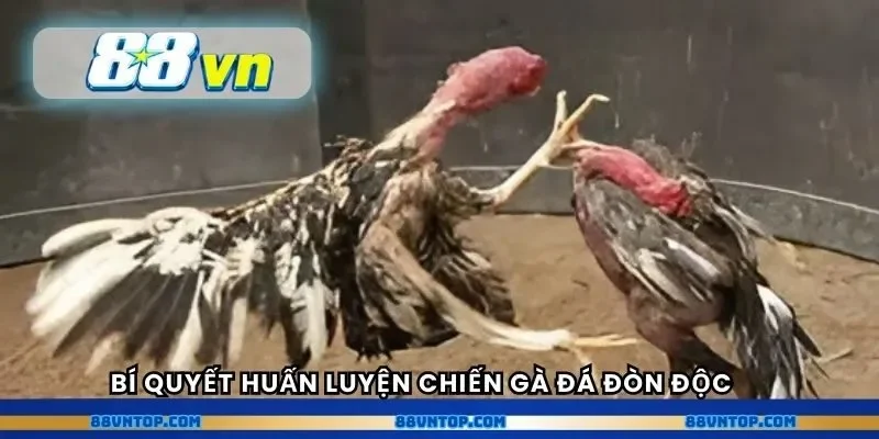 Bí quyết huấn luyện chiến gà đá đòn độc