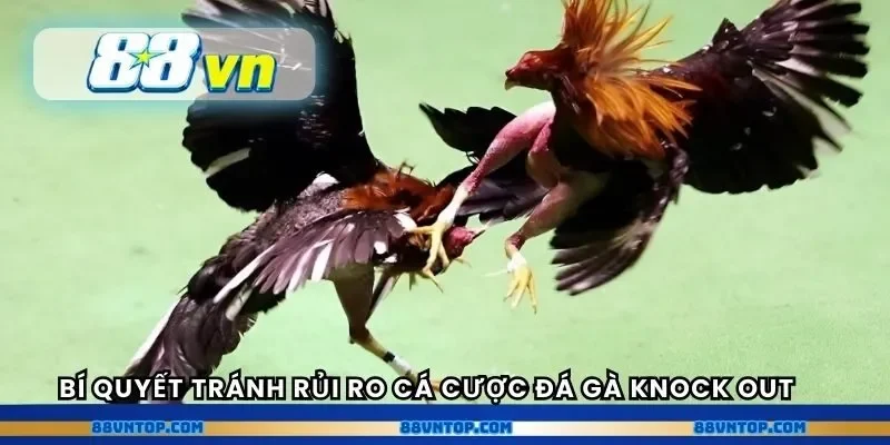 Bí quyết tránh rủi ro cá cược đá gà knock out