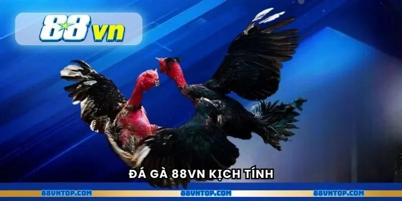 Đá gà 88VN kịch tính