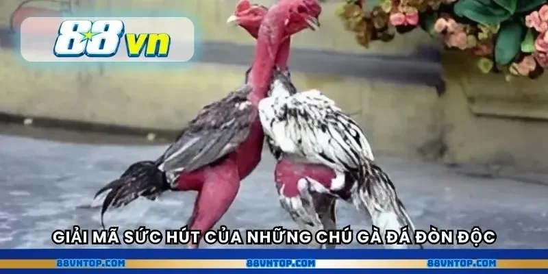 Giải mã sức hút của những gà đá đòn độc