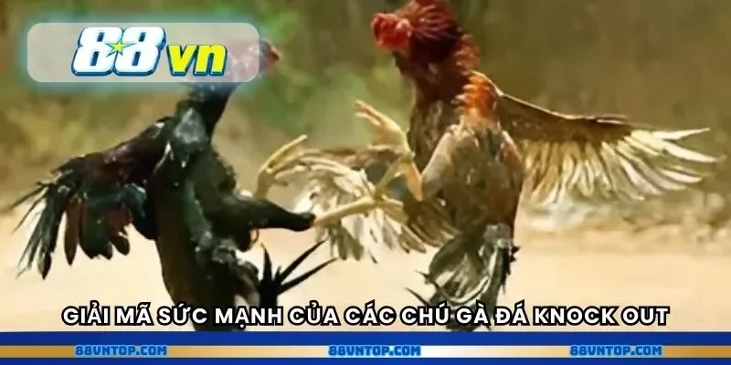 Giải mã sức mạnh của các chú gà đá knock out