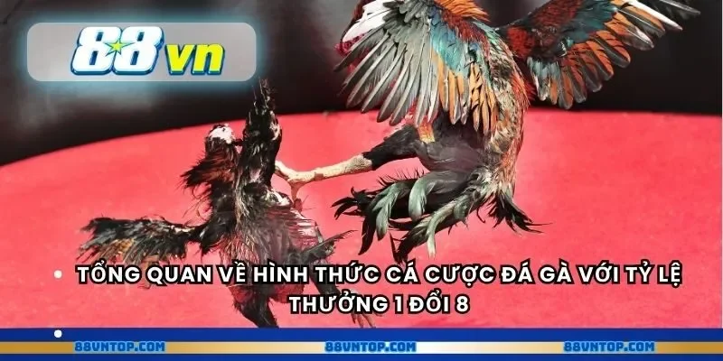 Tổng quan về hình thức cá cược đá gà với tỷ lệ thưởng 1 đổi 8