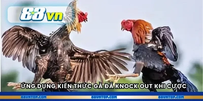 Ứng dụng kiến thức gà đá knock out khi cược